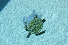 custom sea turtle tile accent